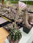 Preview: Echinopsis Hybr. rosa